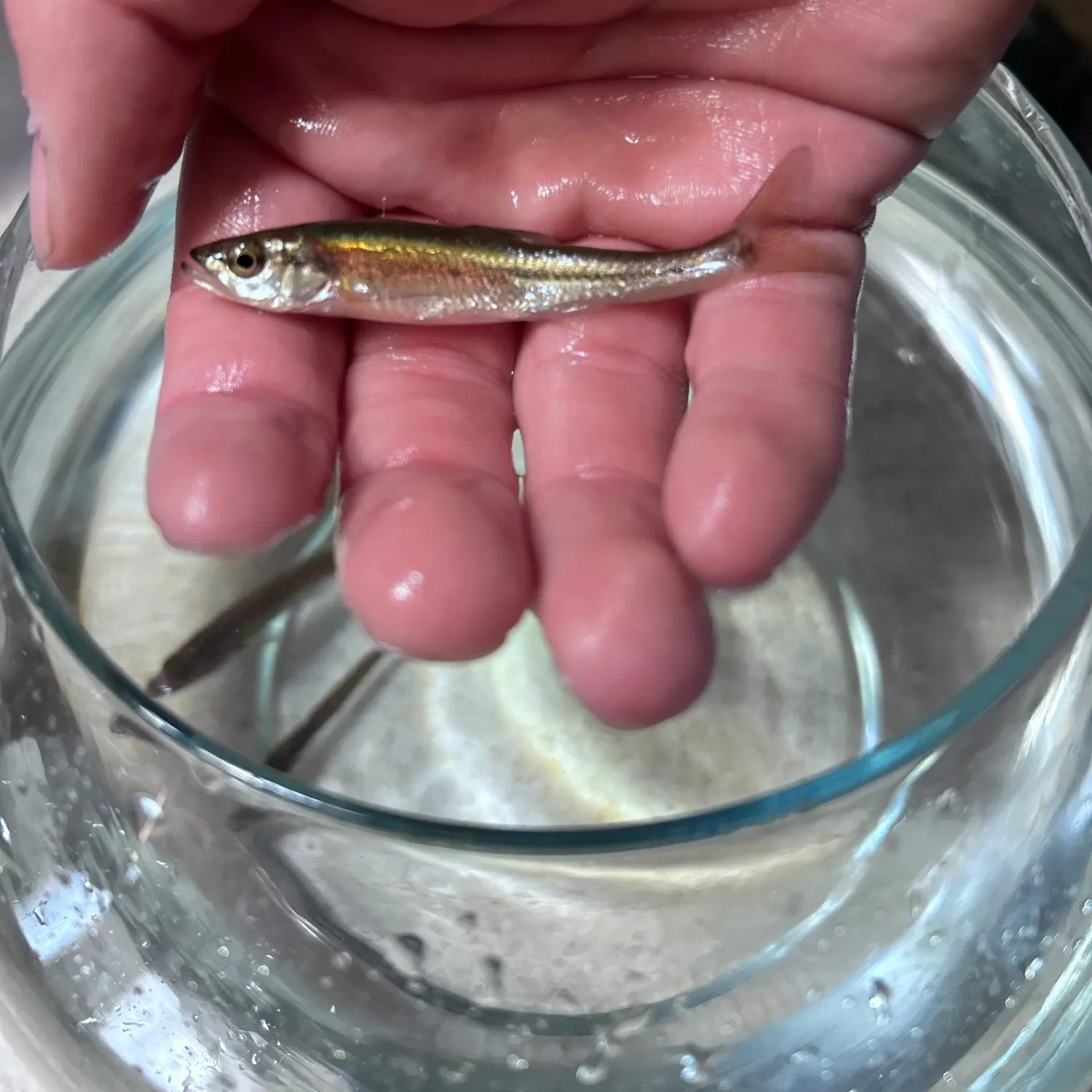 The most recent Finescale dace catches on Fishbrain