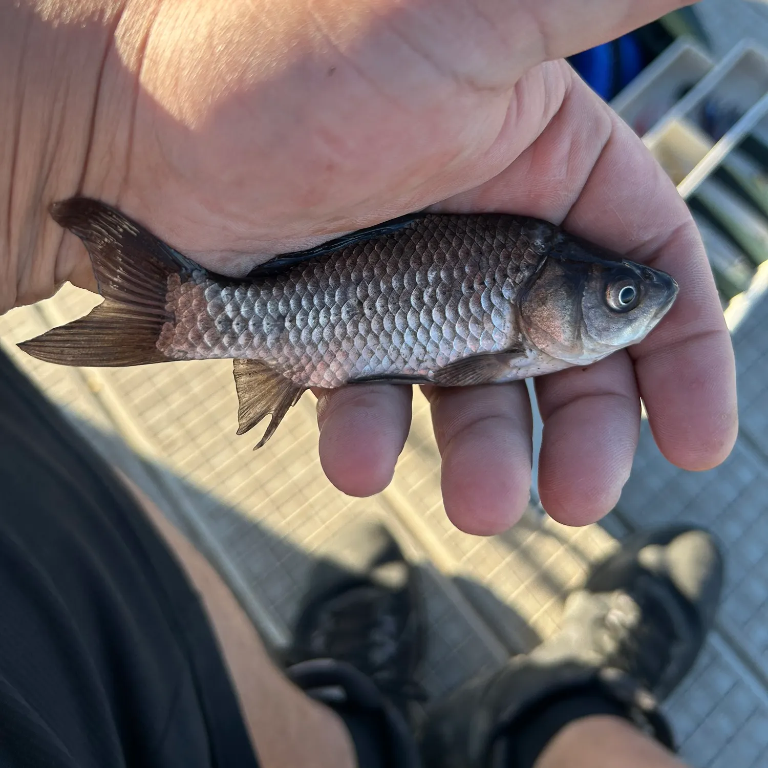 The most popular recent Japanese white crucian carp catch on Fishbrain