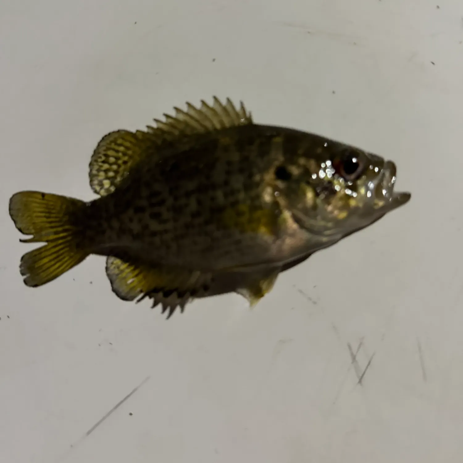 Rock bass caught on Fishbrain