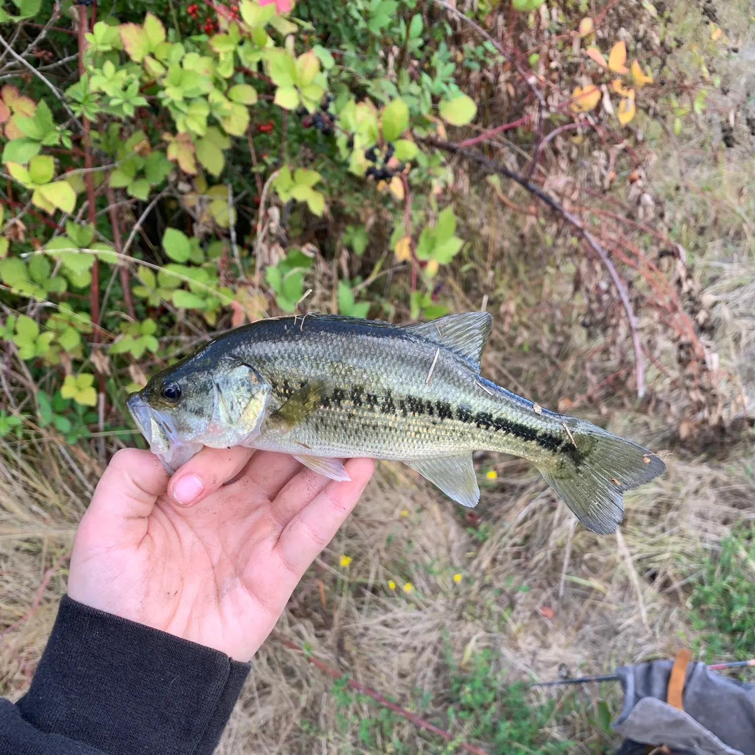 Spotted bass caught on Fishbrain