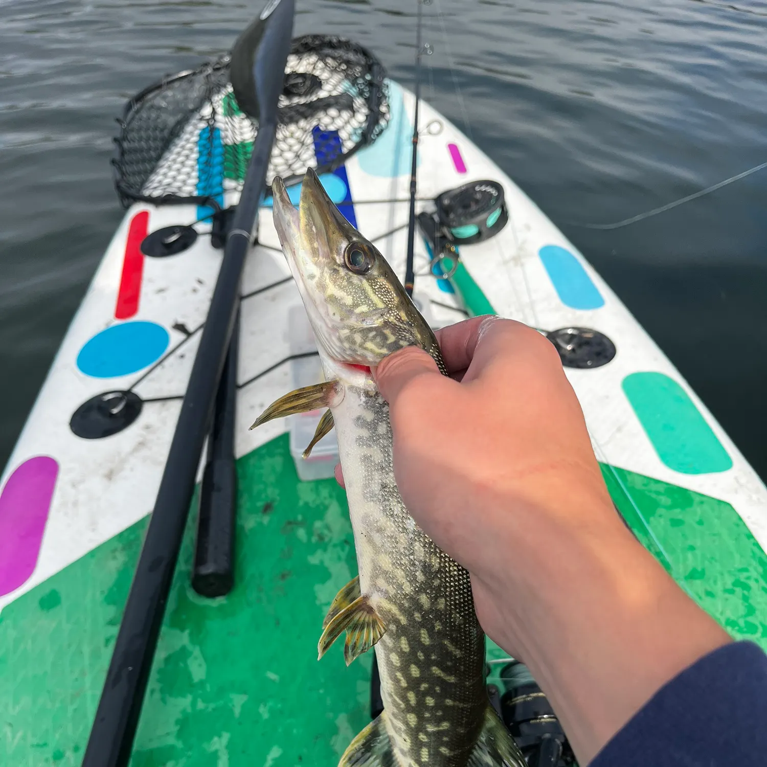 Northern pike caught on Fishbrain