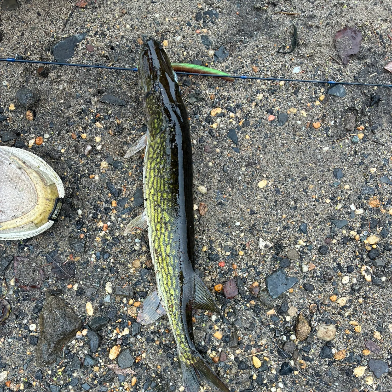 Chain pickerel caught on Fishbrain