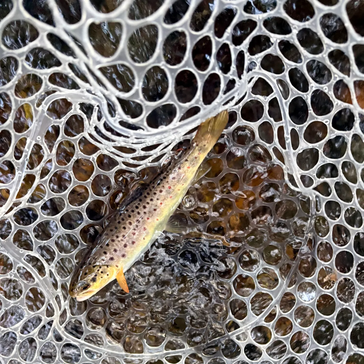 Brown trout caught on Fishbrain