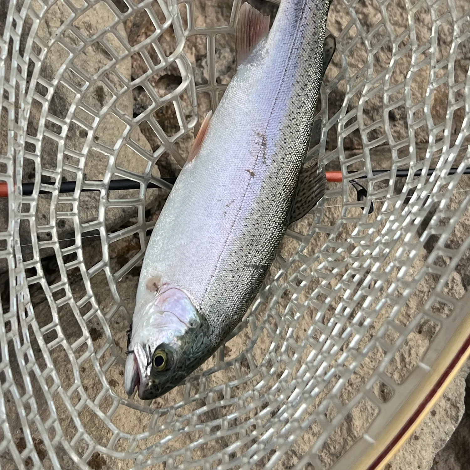 Rainbow trout caught on Fishbrain