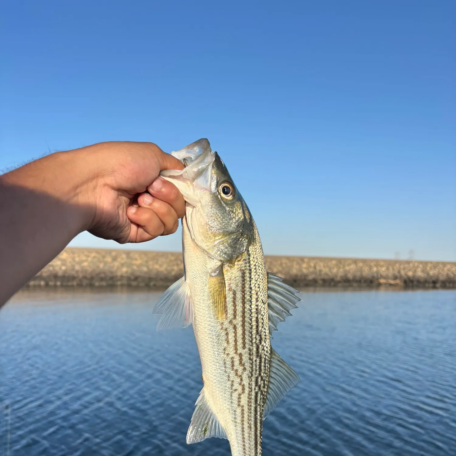 Striped bass caught on Fishbrain