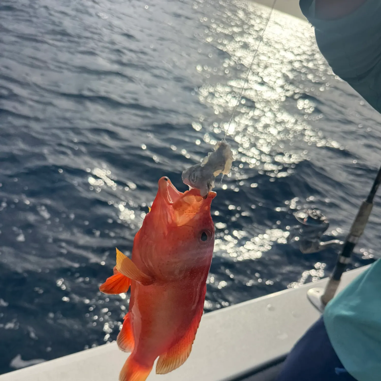 The most recent Coney grouper catches on Fishbrain