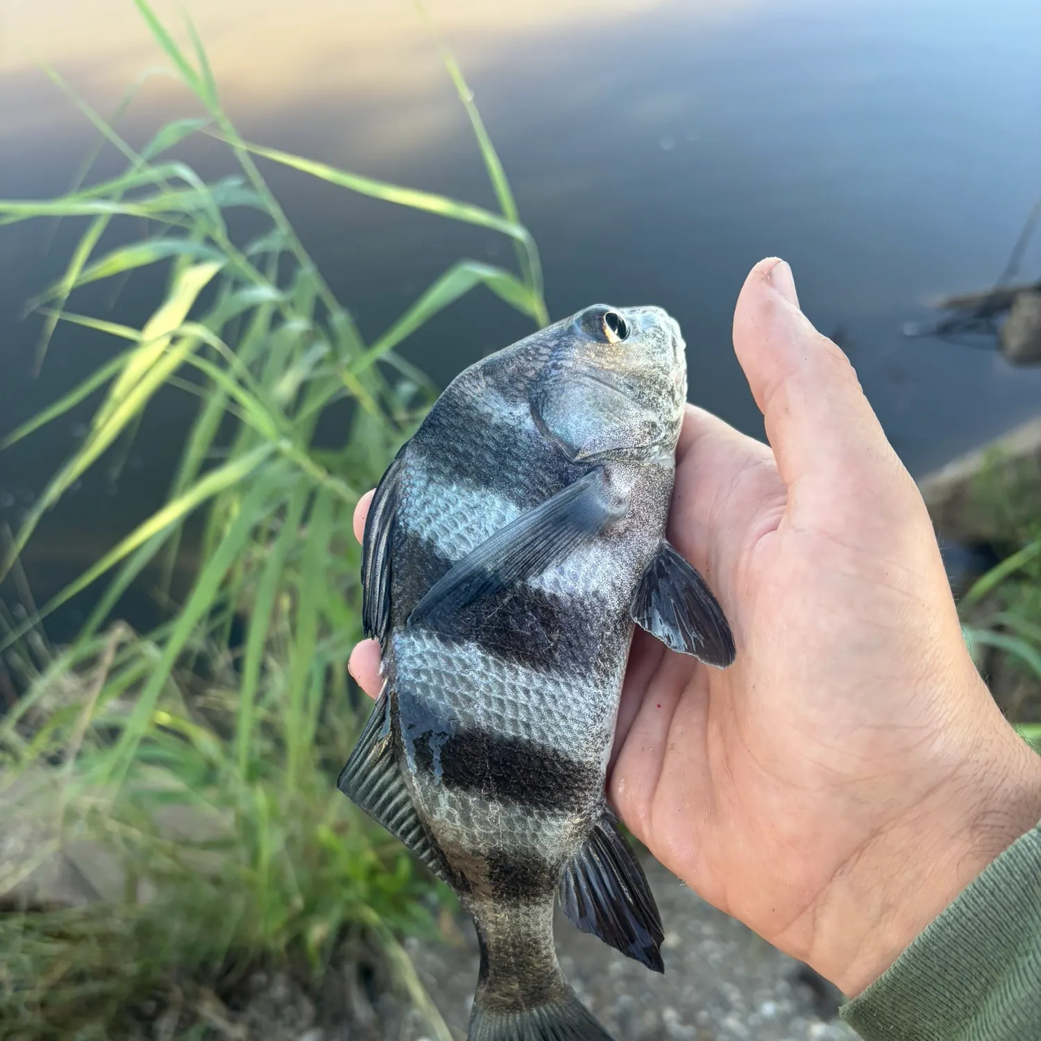 Black drum caught on Fishbrain