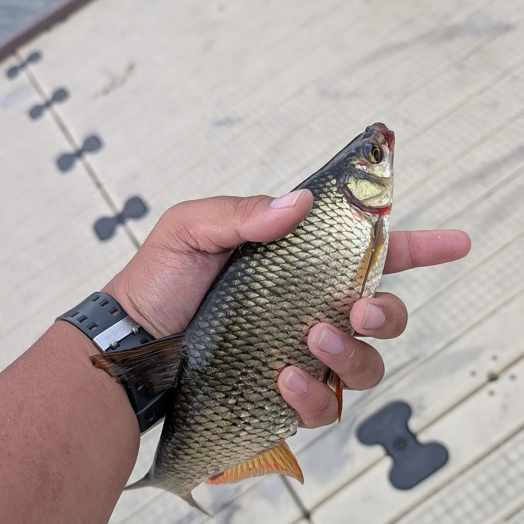 catch