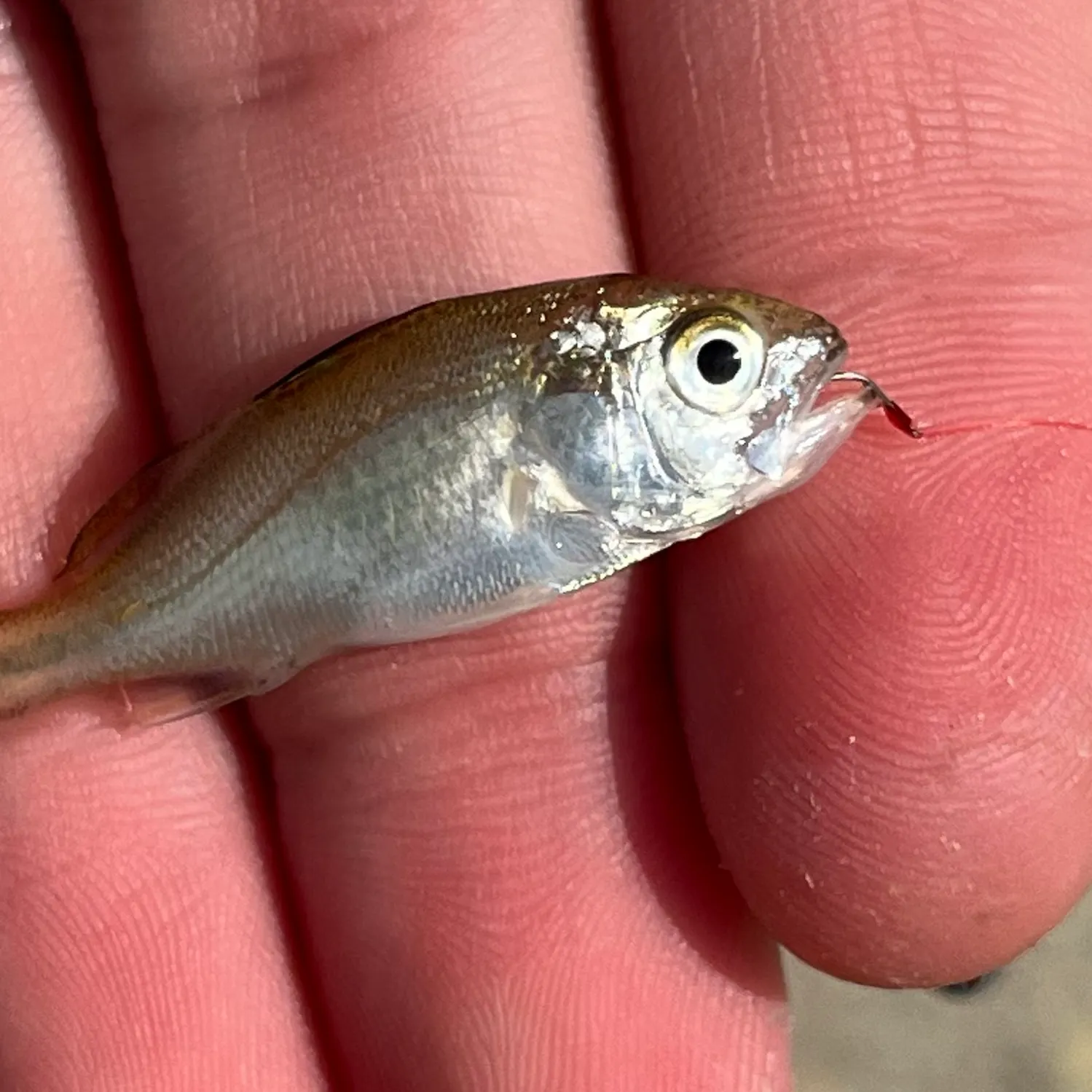 The most recent Silver perch catches on Fishbrain