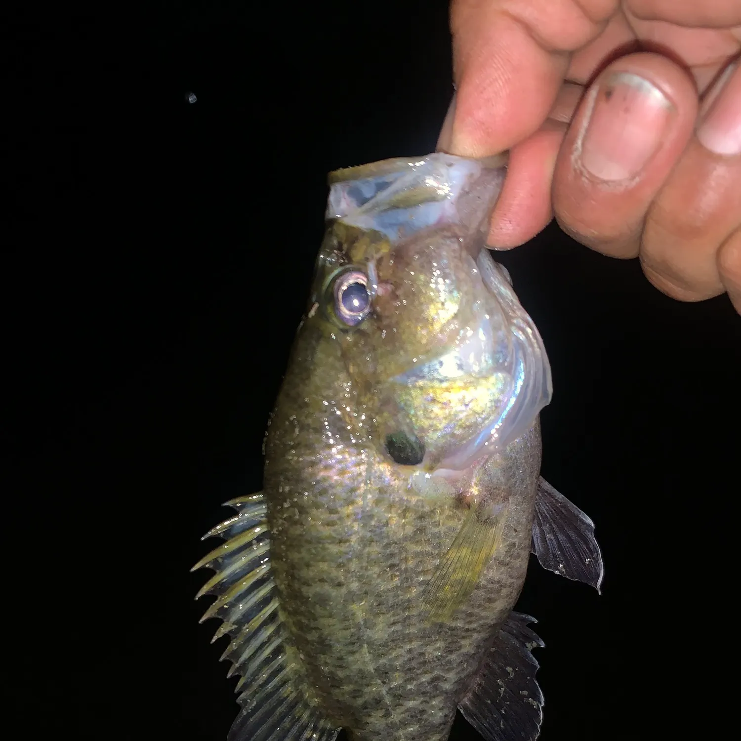 White crappie caught on Fishbrain