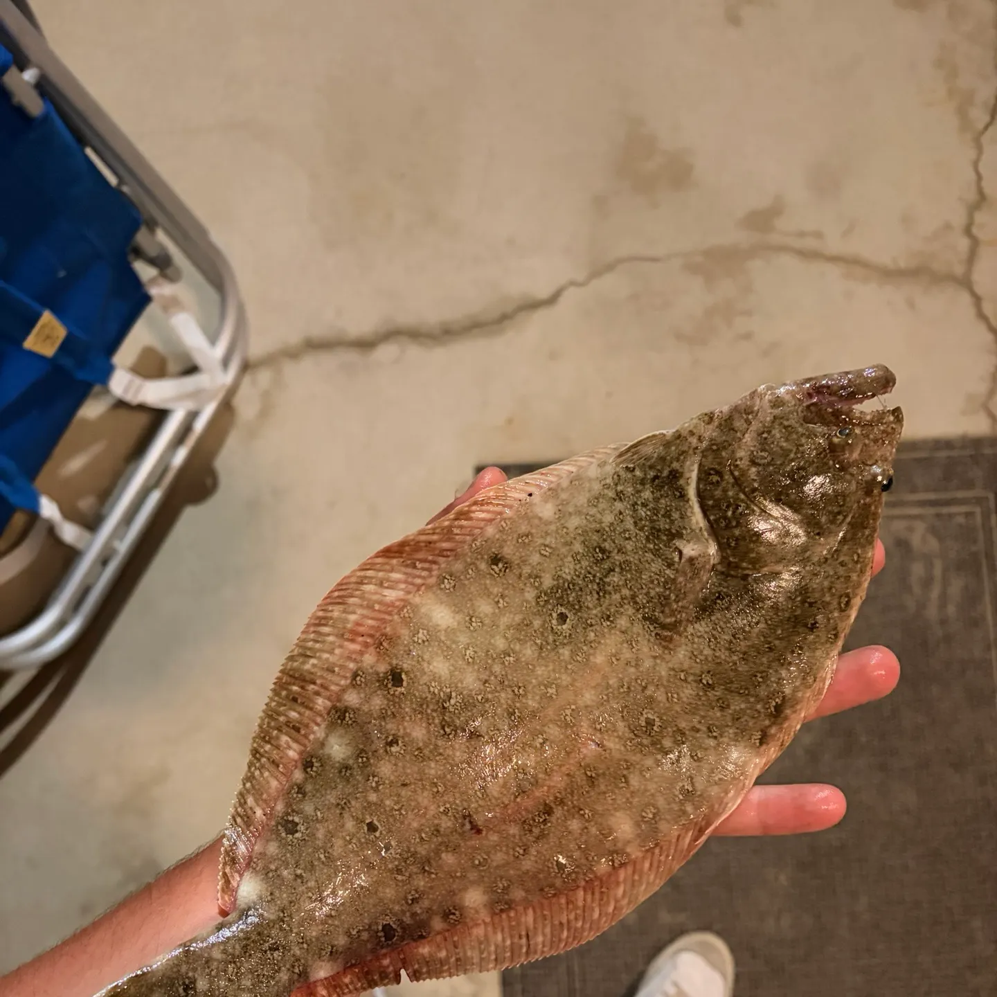 Summer flounder caught on Fishbrain