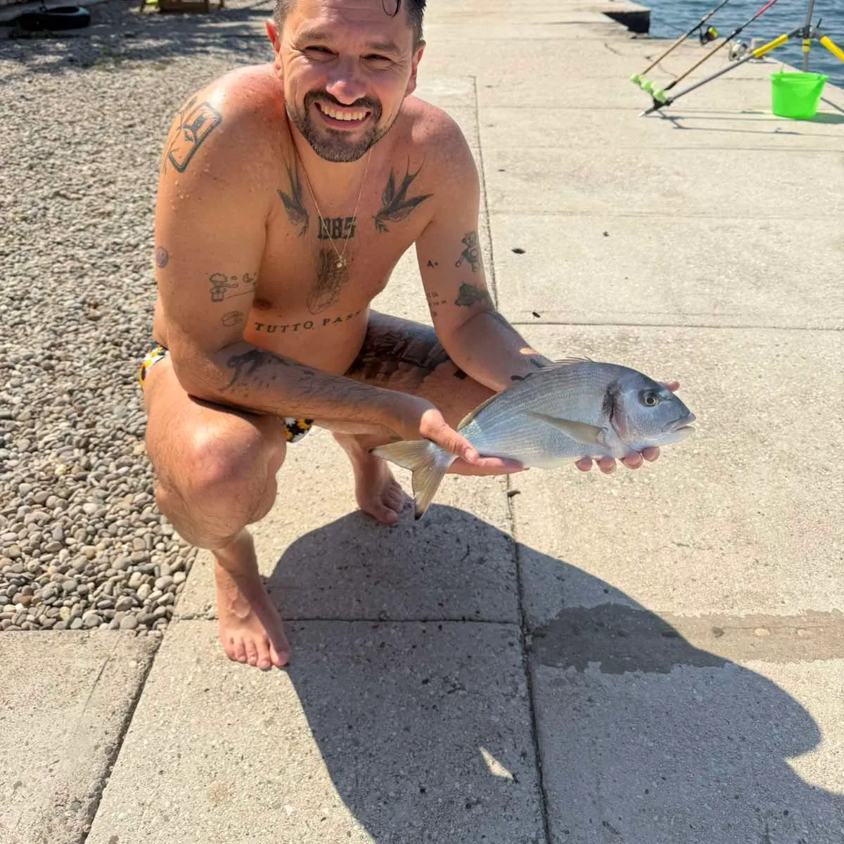 Gilthead seabream caught on Fishbrain