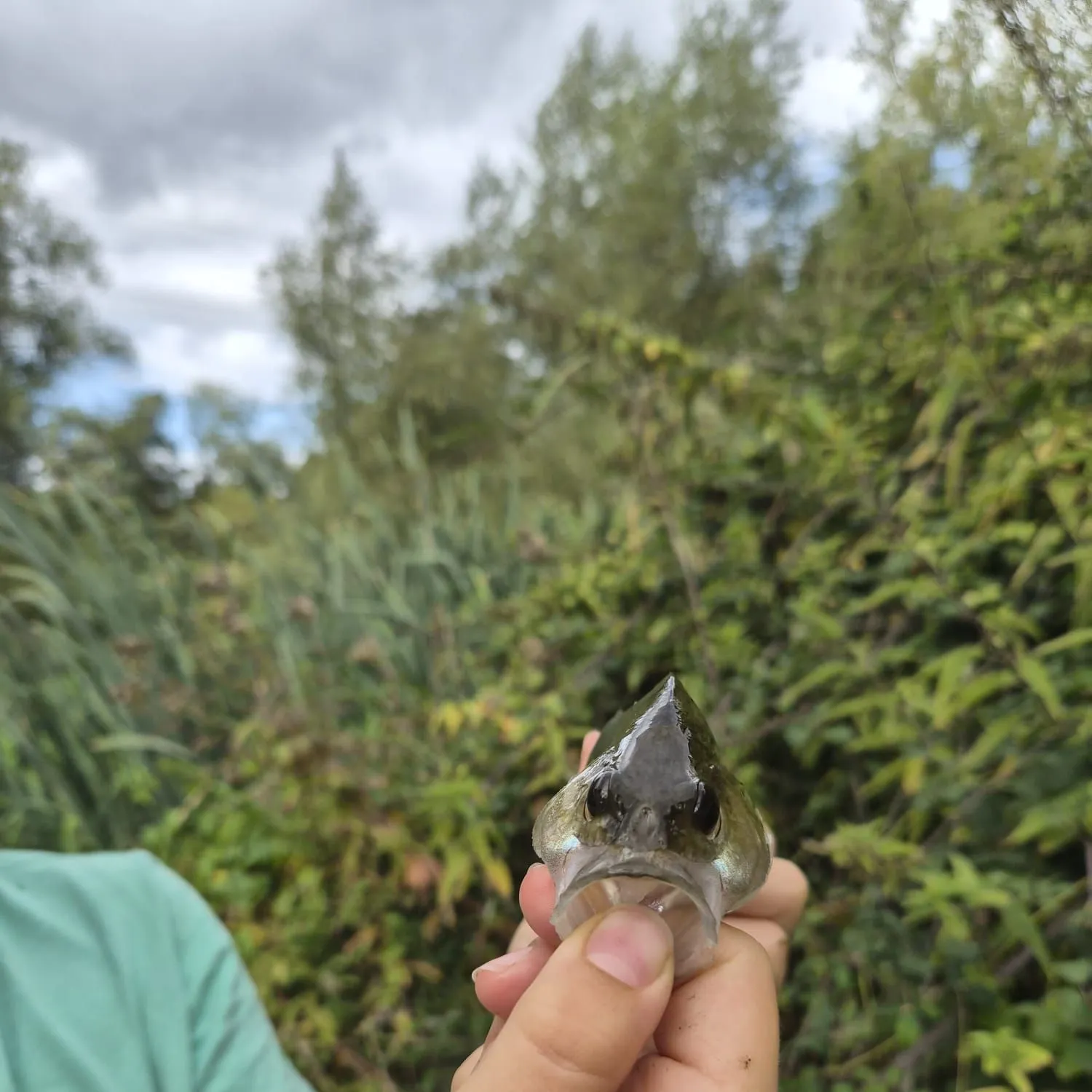 European perch caught on Fishbrain