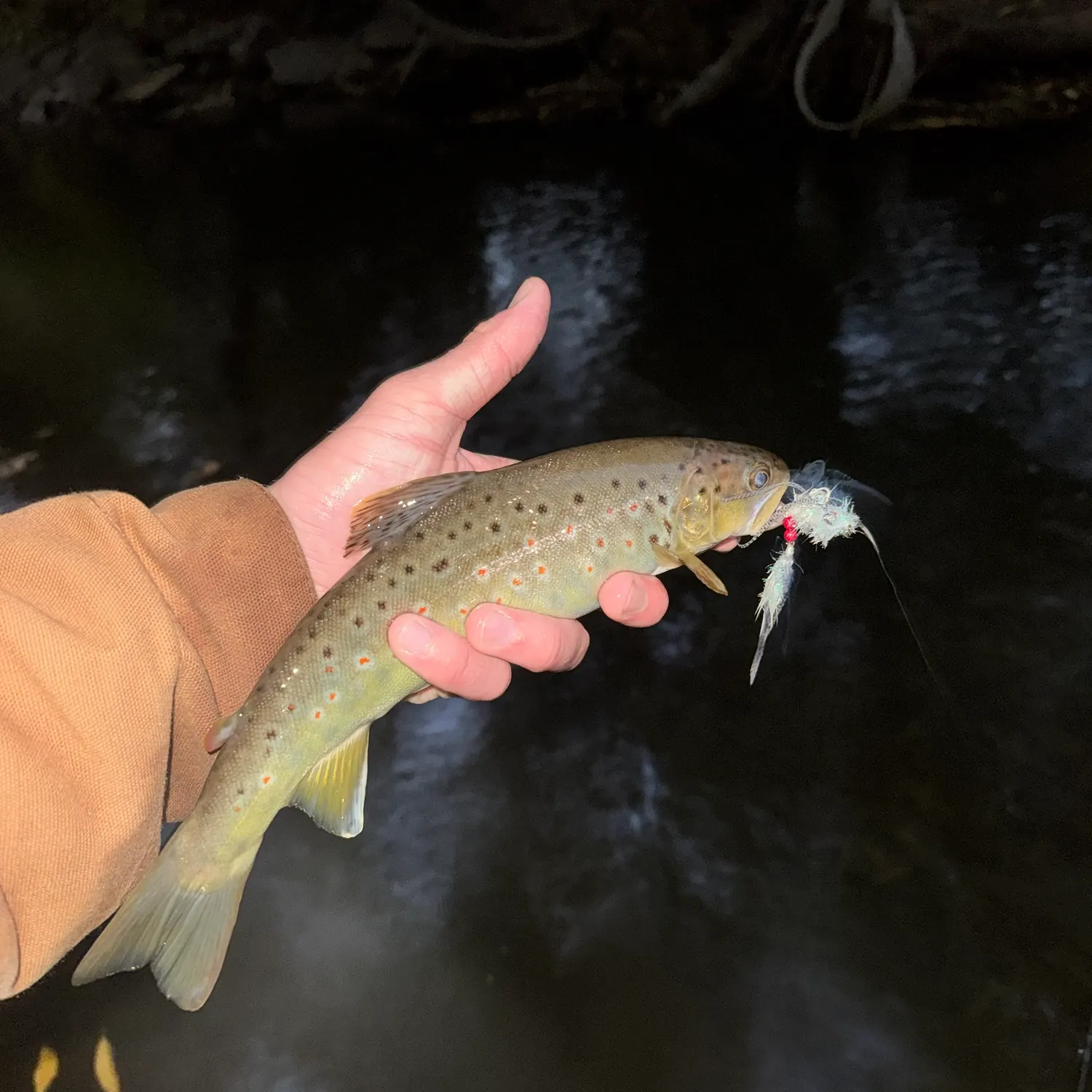 Brown trout caught on Fishbrain