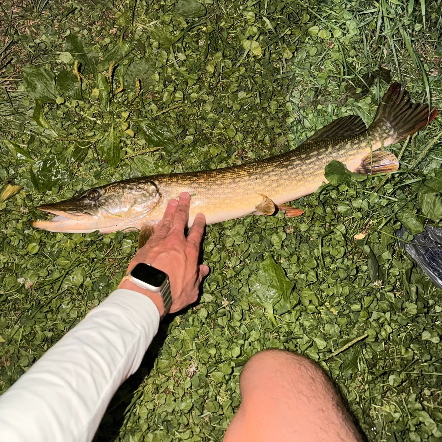 Northern pike caught on Fishbrain