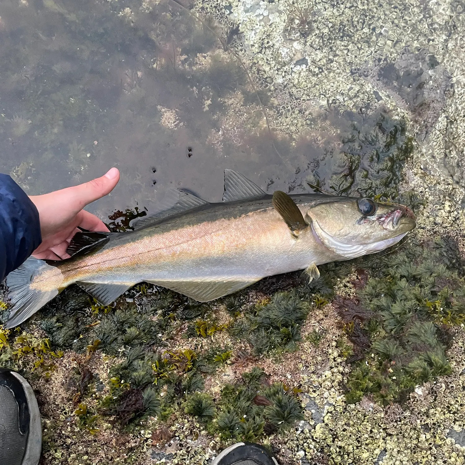 Pollack caught on Fishbrain