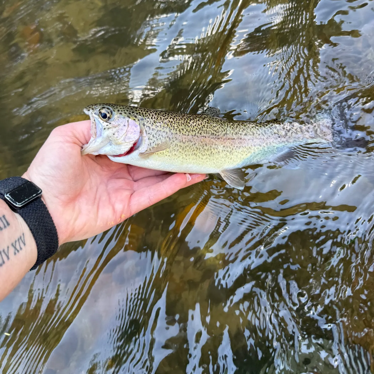 recently logged catches