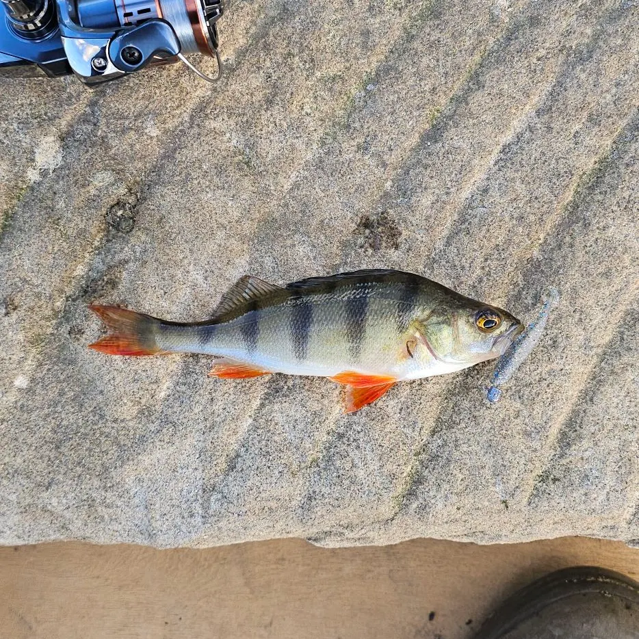 European perch caught on Fishbrain