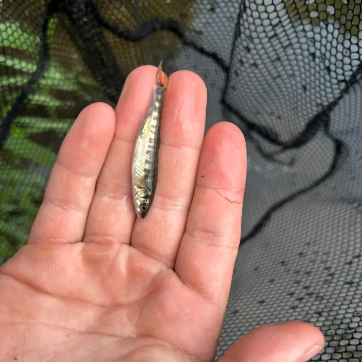 The most recent Eurasian minnow catches on Fishbrain