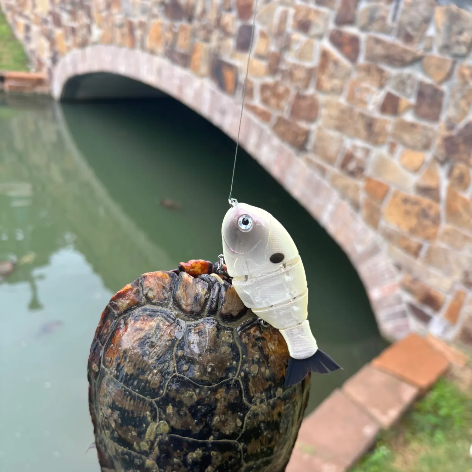 Pond slider turtle caught on Fishbrain