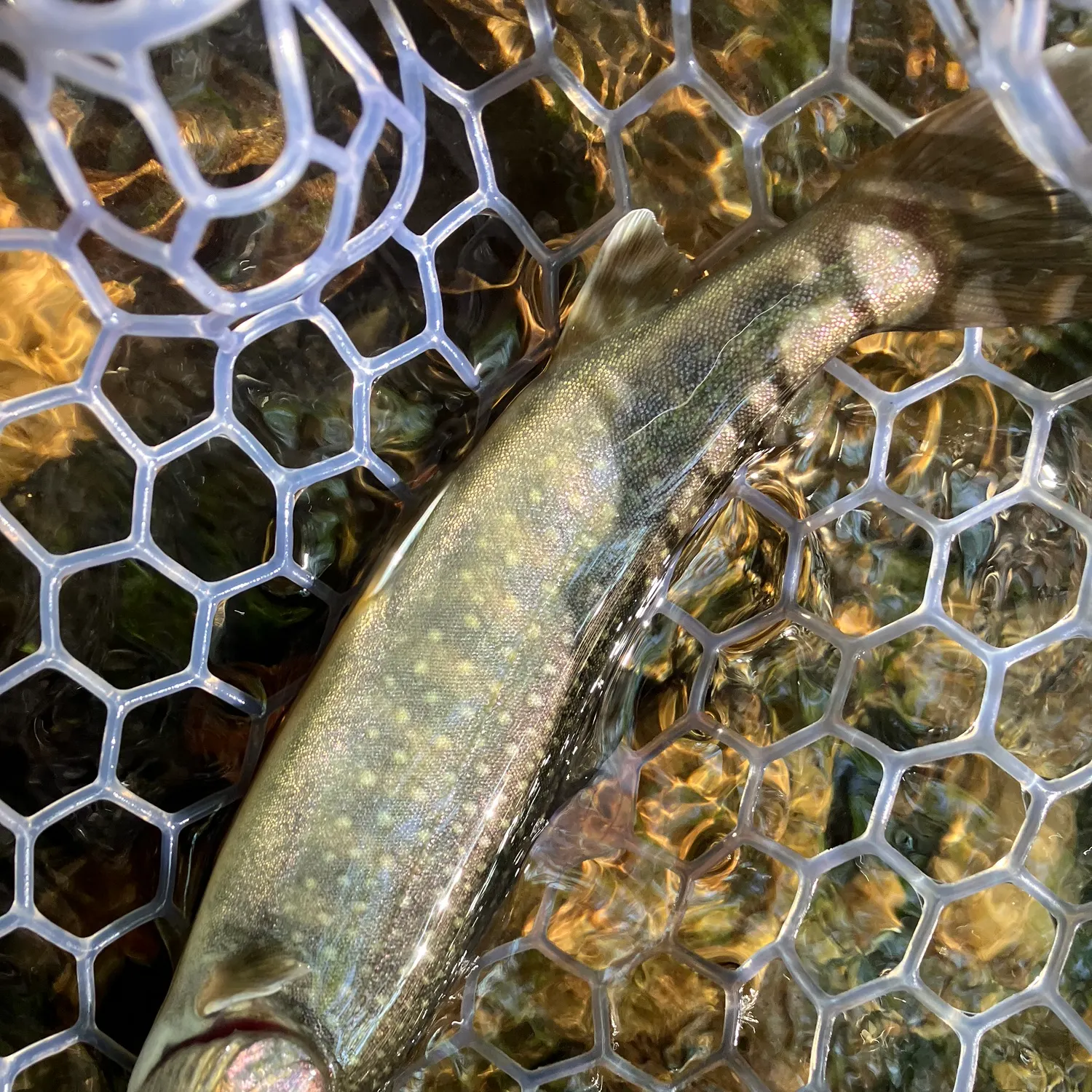 most liked catch image