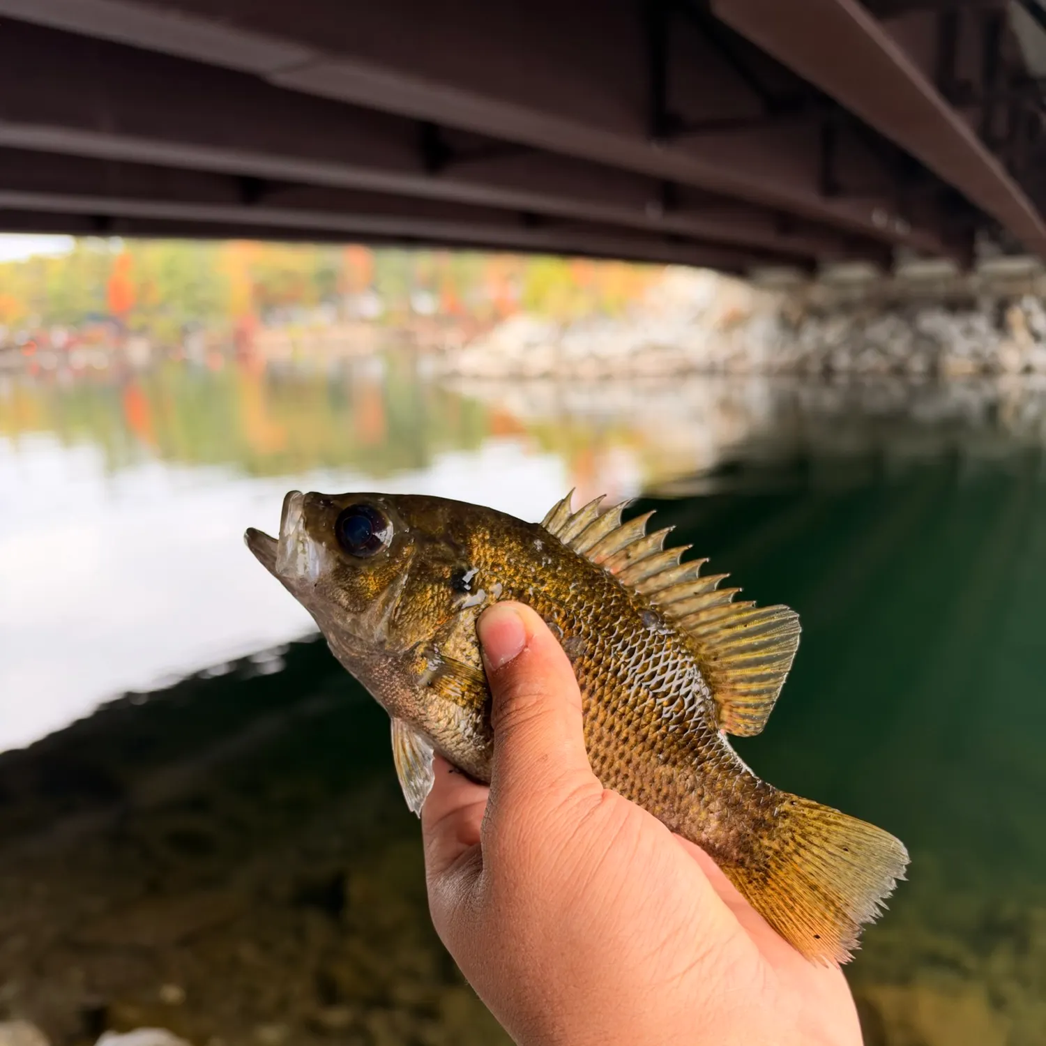 Rock bass caught on Fishbrain