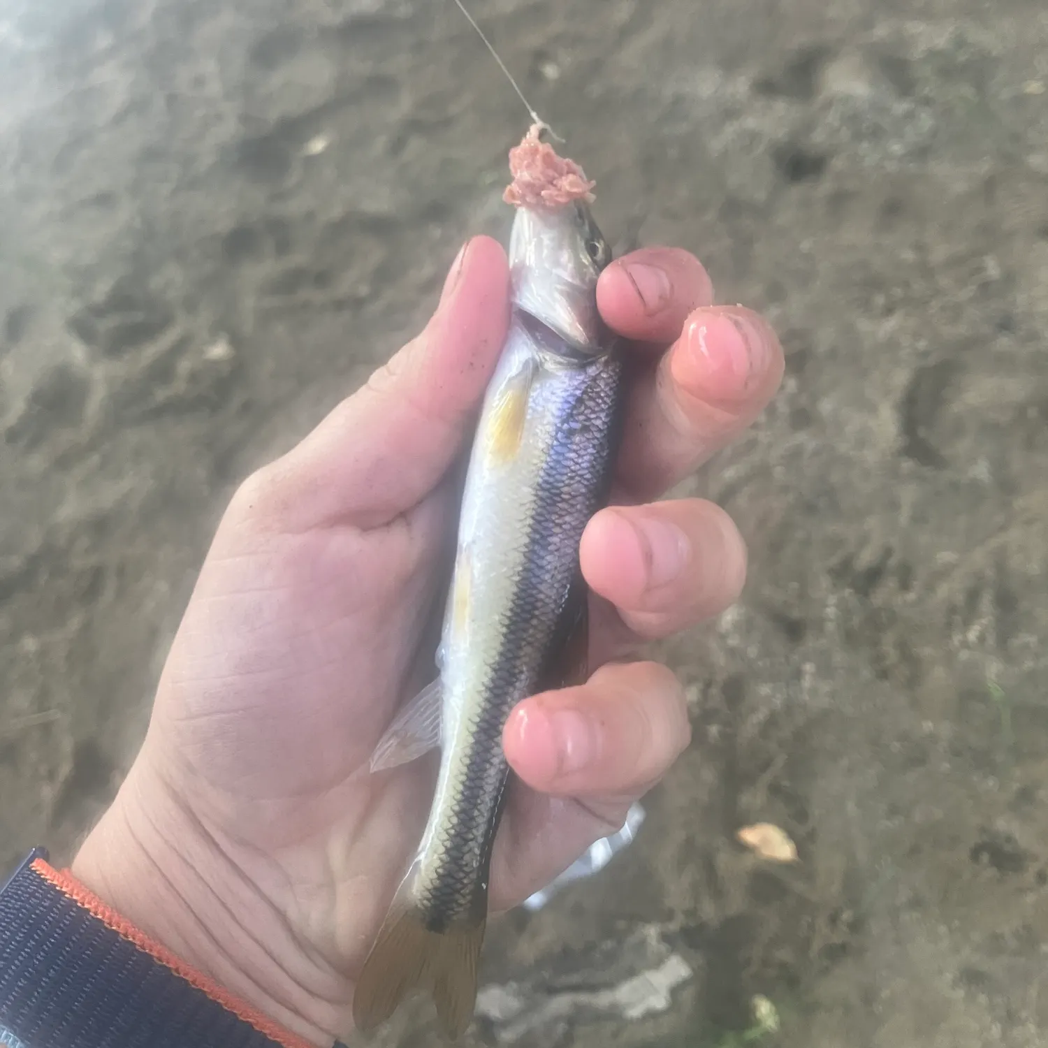 Creek chub caught on Fishbrain