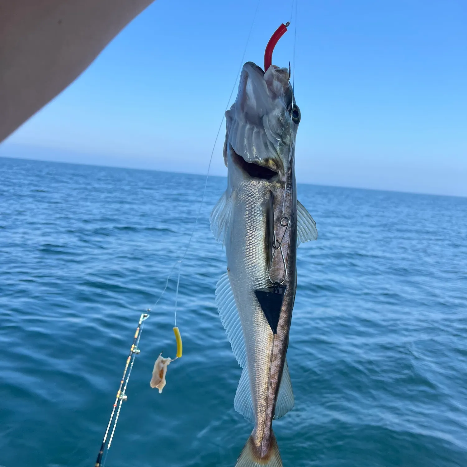 The most recent Pacific whiting catches on Fishbrain