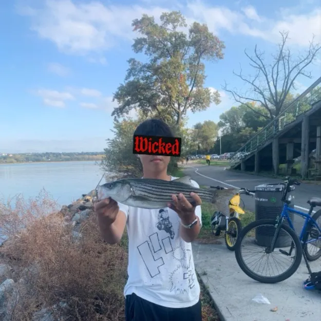 Striped bass caught on Fishbrain