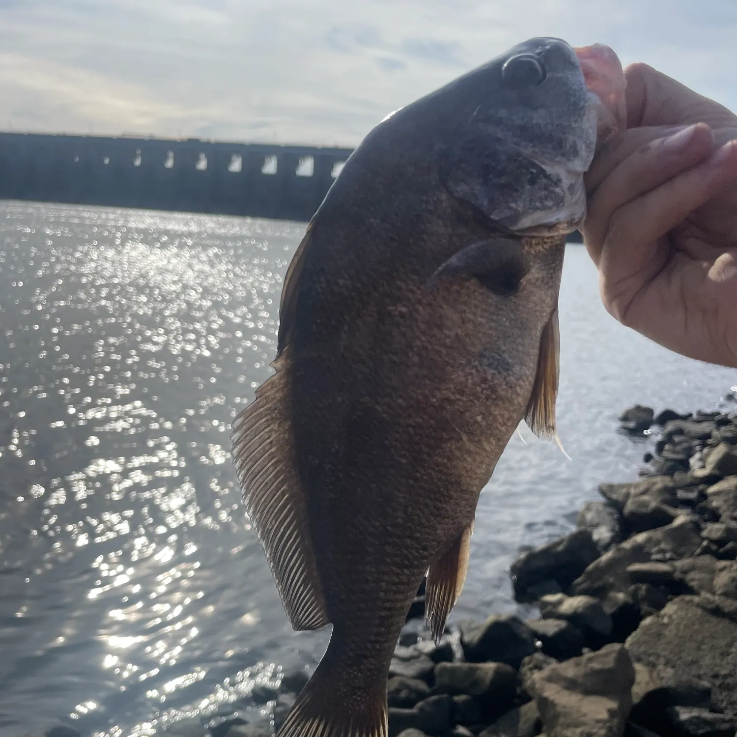 Freshwater drum caught on Fishbrain