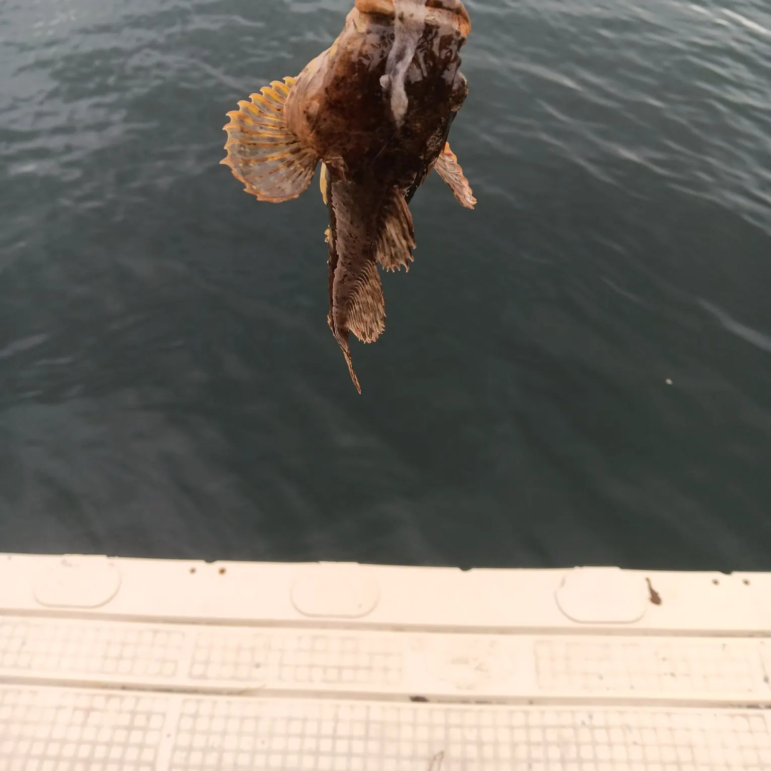 The most recent Shorthorn sculpin catches on Fishbrain