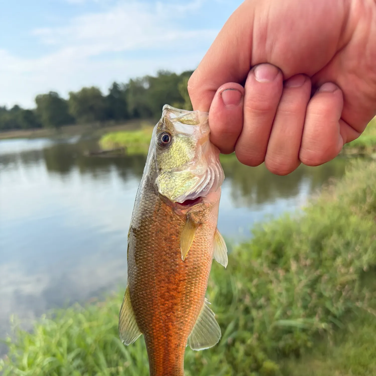 Fish caught on Fishbrain