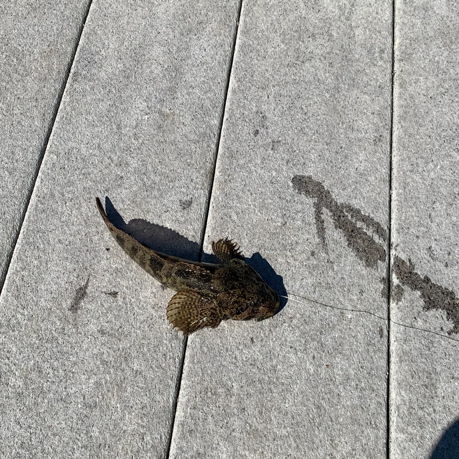 Walleye caught on Fishbrain
