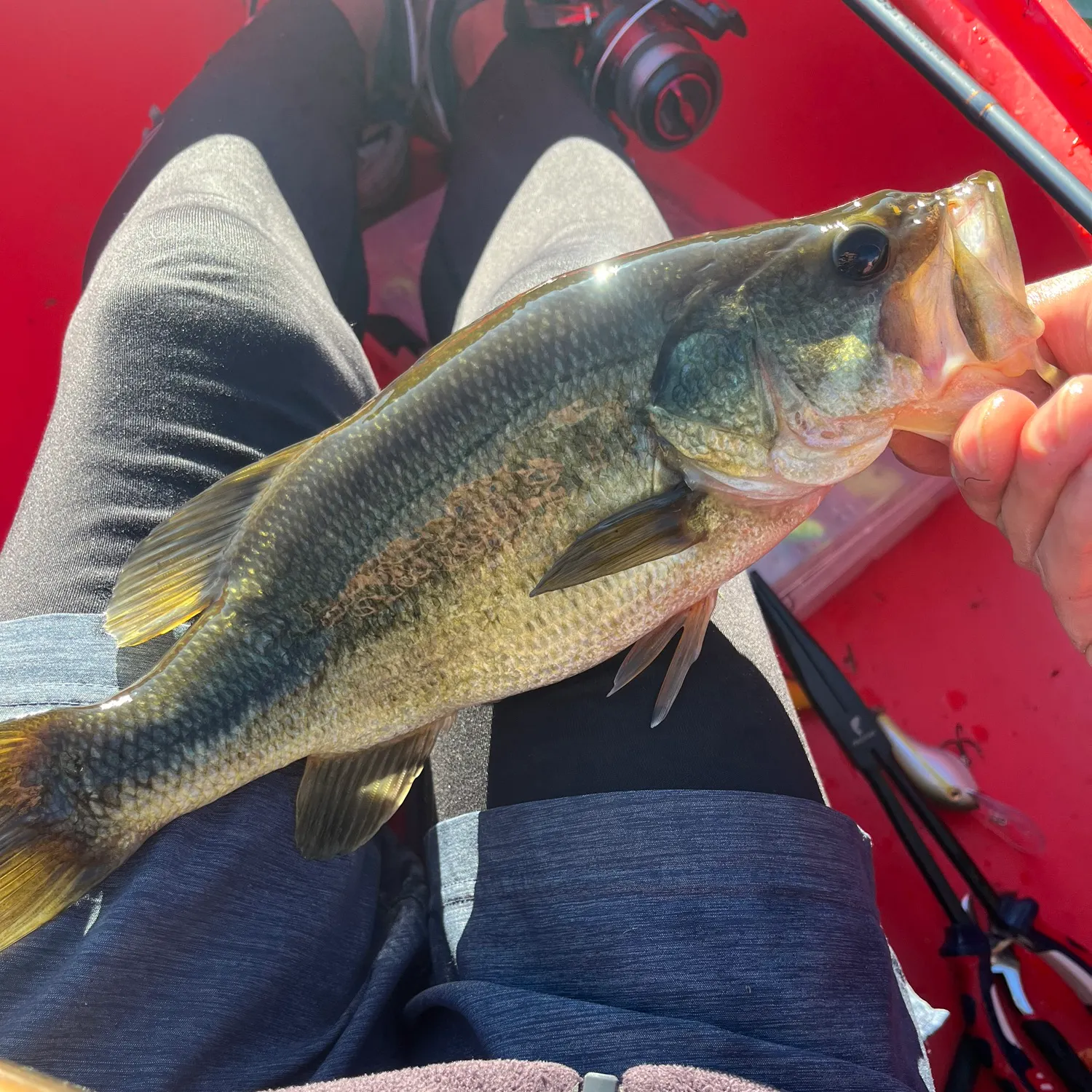 Largemouth bass caught on Fishbrain