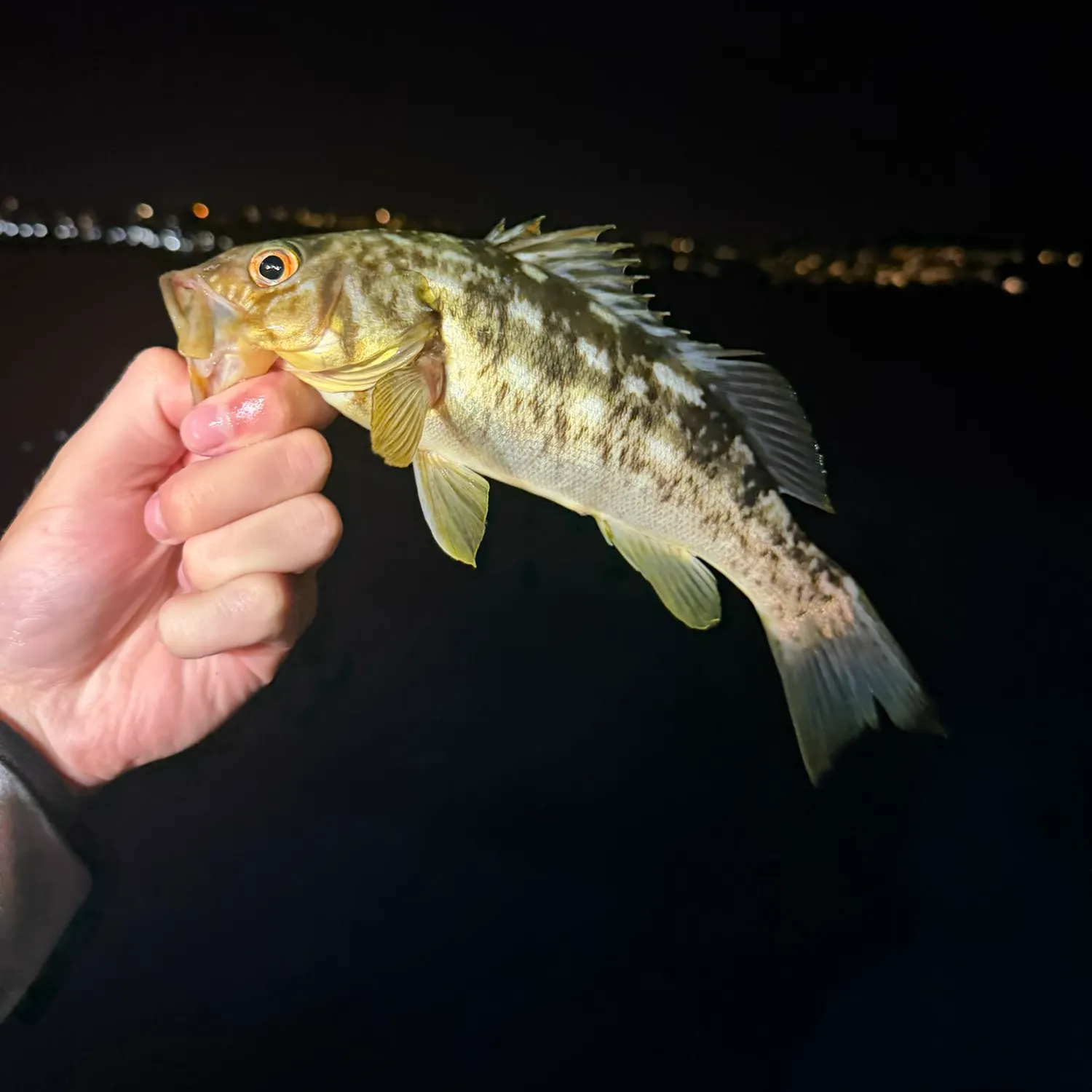 Kelp bass caught on Fishbrain