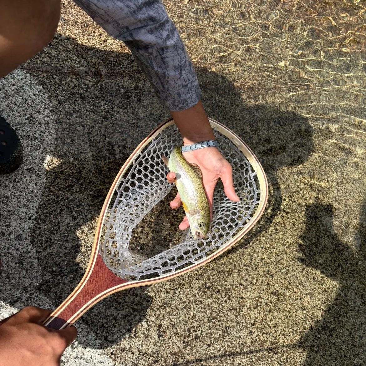 Rainbow trout caught on Fishbrain