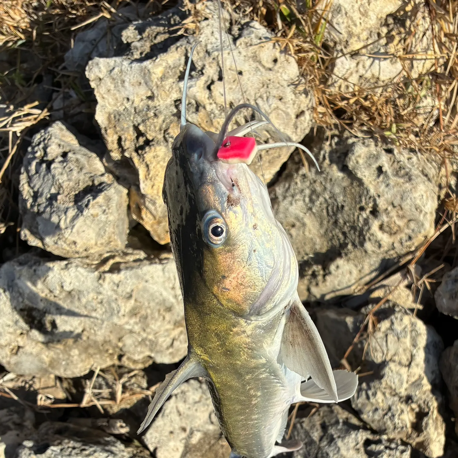 The most recent Hardhead sea catfish catches on Fishbrain