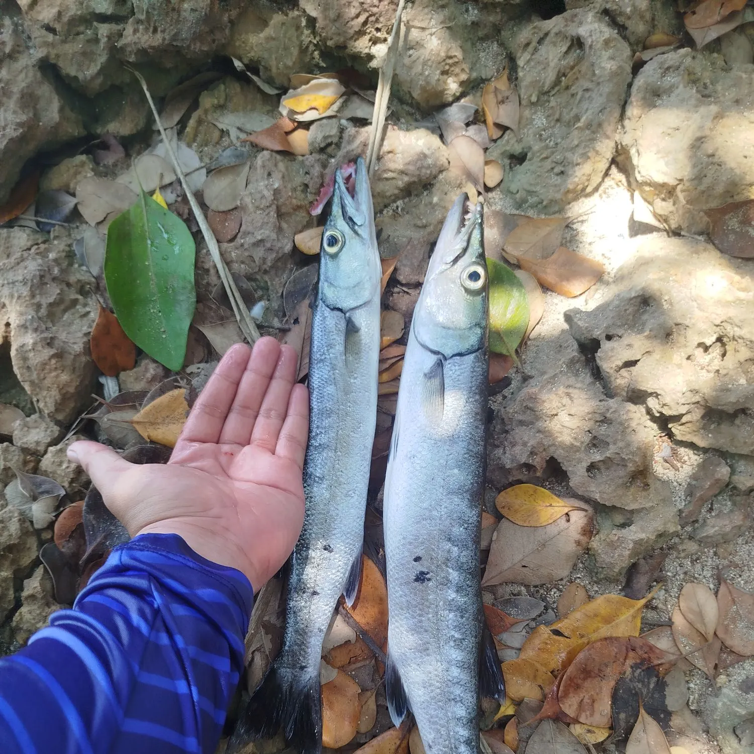 The most recent Great barracuda catches on Fishbrain