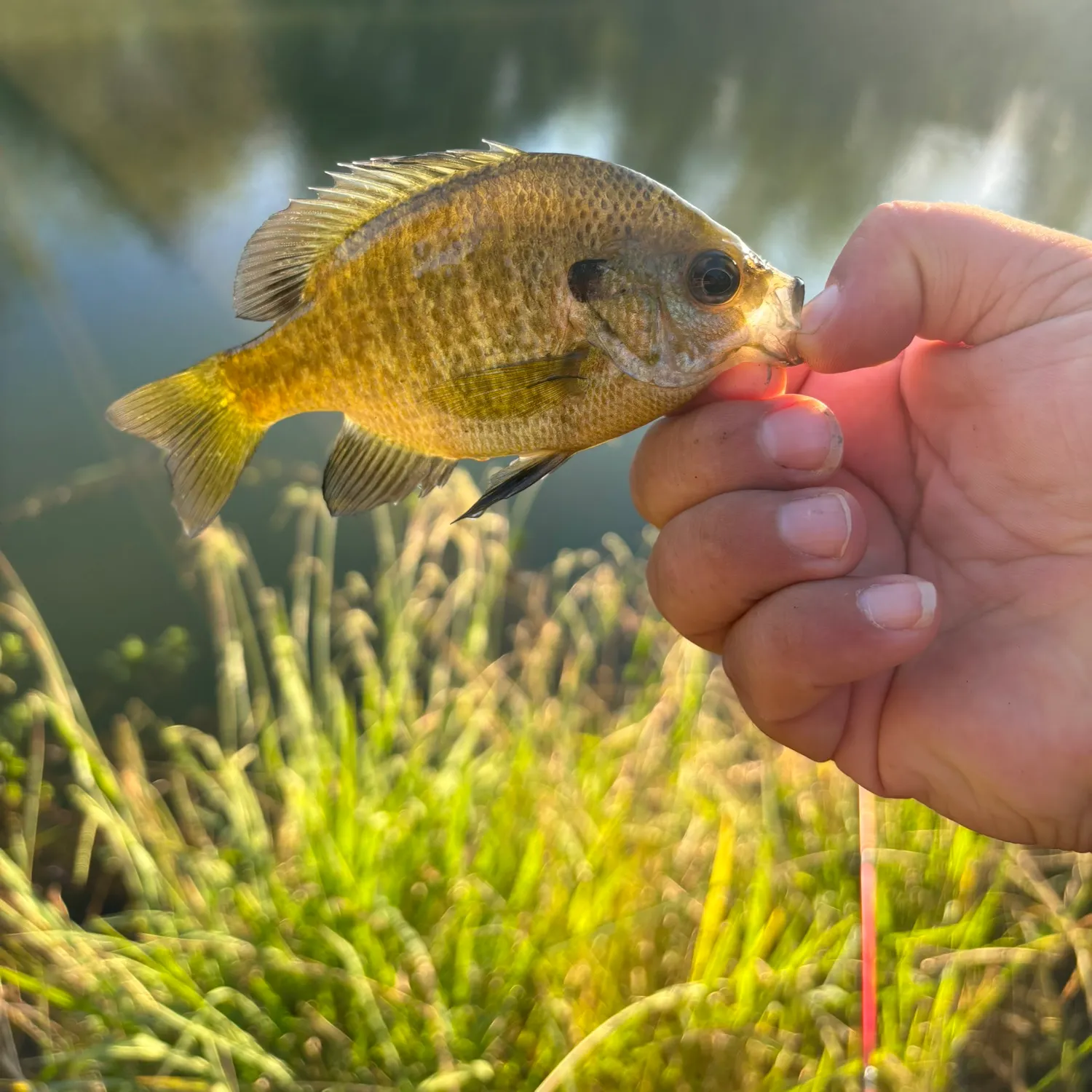 Bluegill caught on Fishbrain