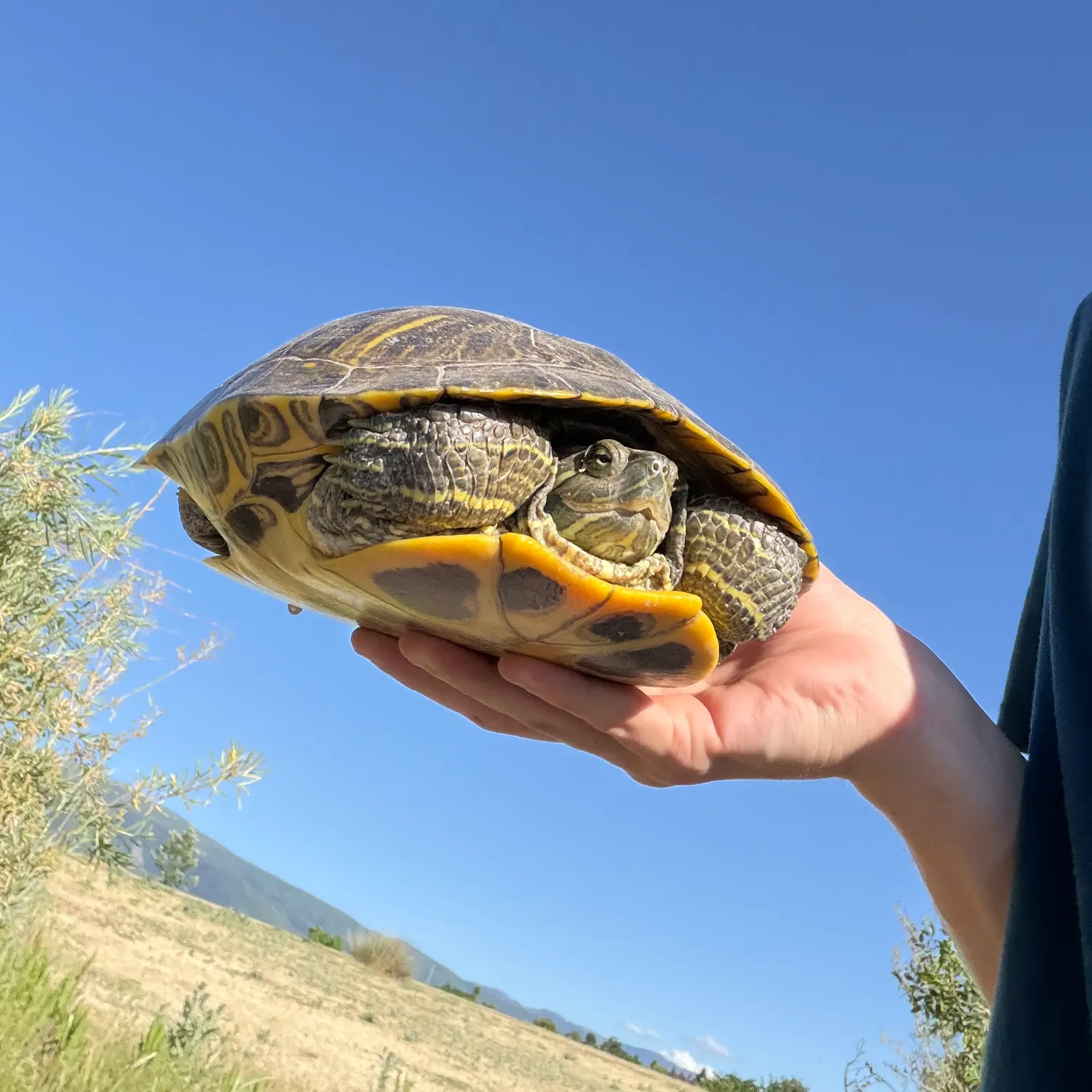 The most recent Pond slider turtle catches on Fishbrain
