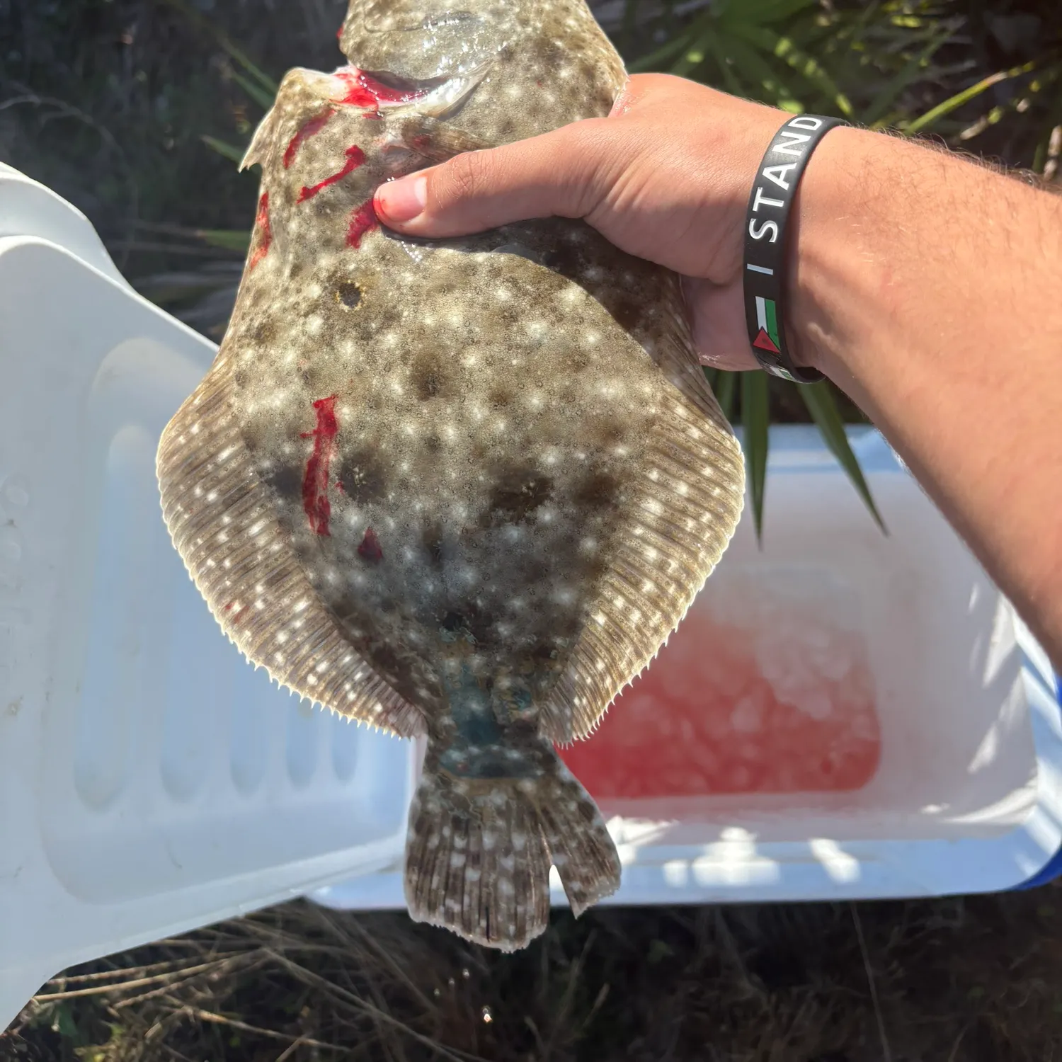 The most recent Gulf flounder catches on Fishbrain
