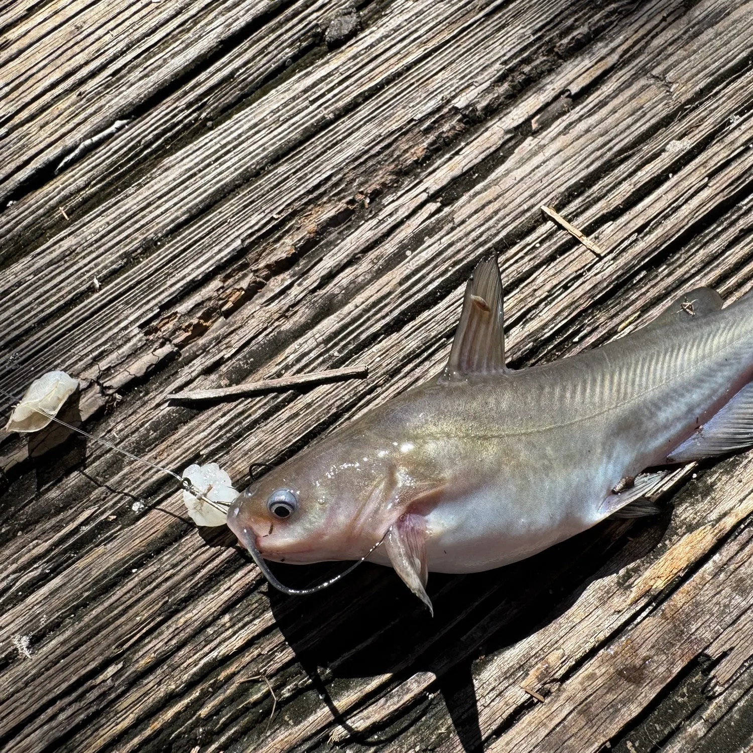 Channel catfish caught on Fishbrain