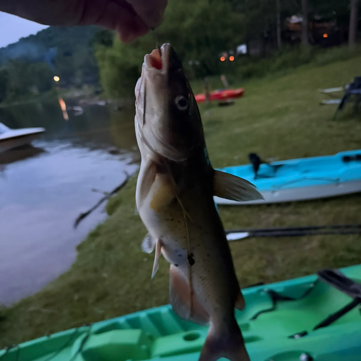 recently logged catches