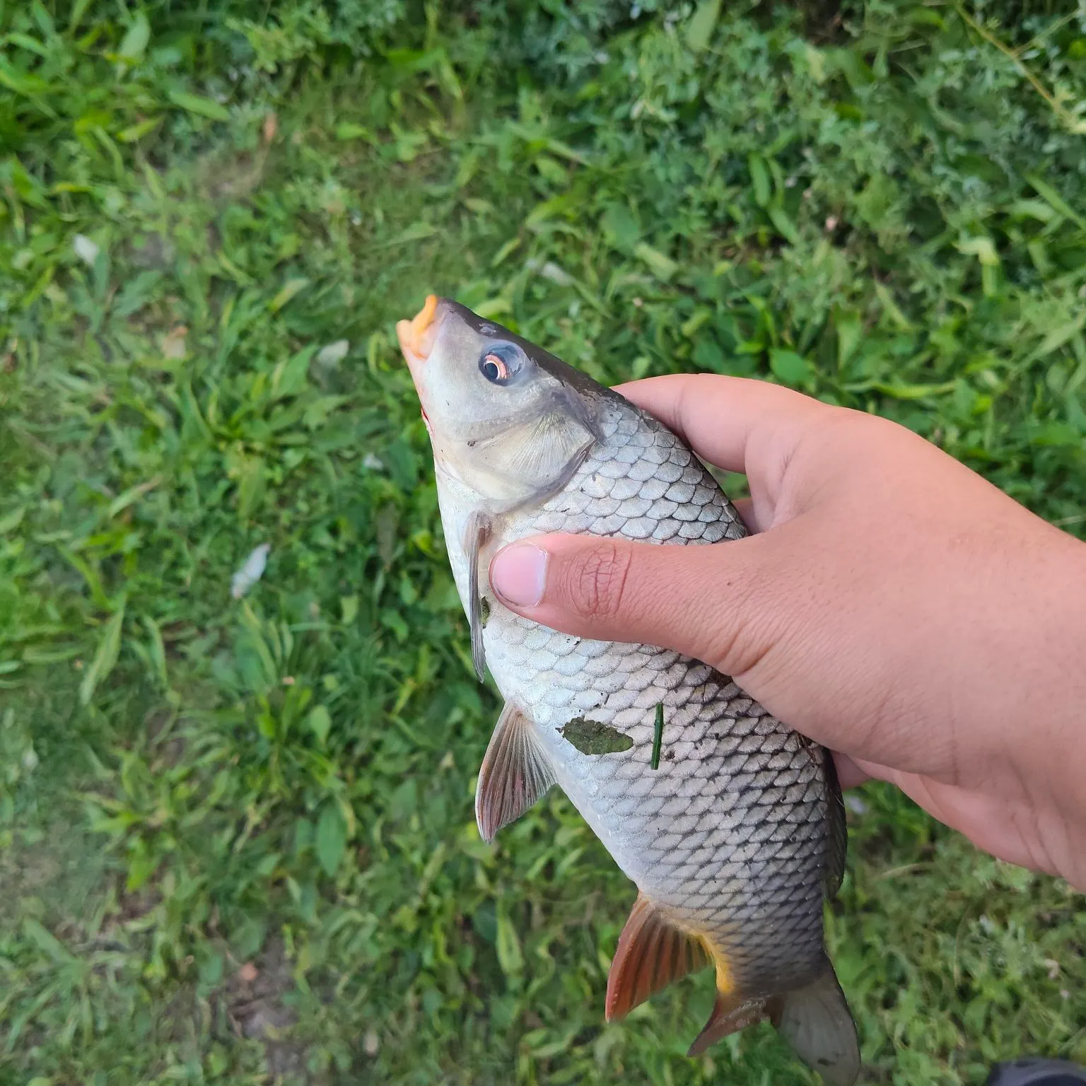 Common carp caught on Fishbrain