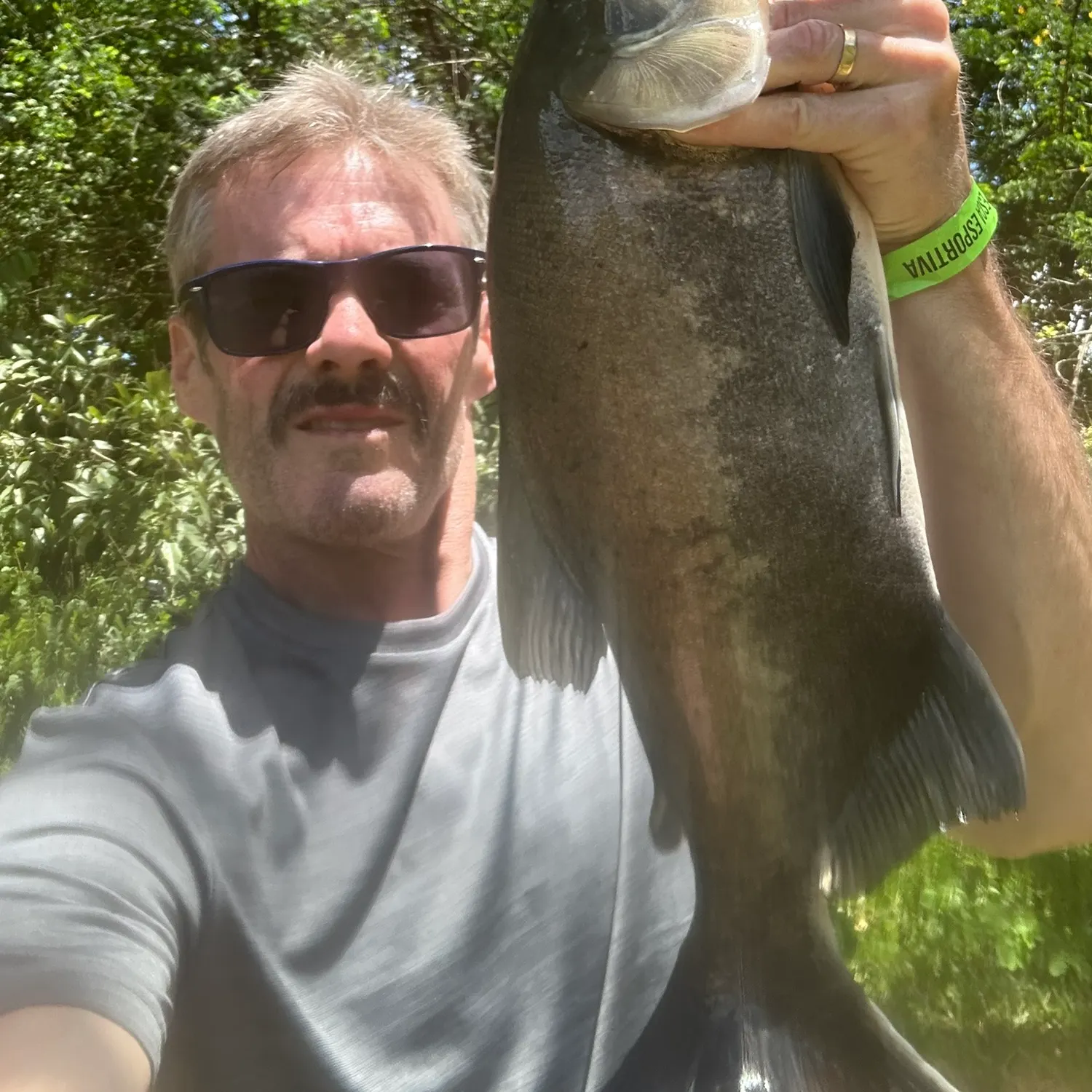 The most recent Black pacu catches on Fishbrain