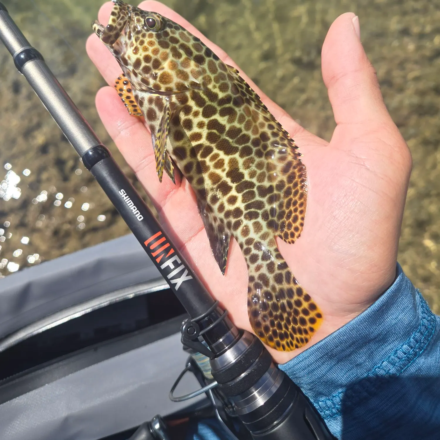 The most recent Honeycomb grouper catches on Fishbrain