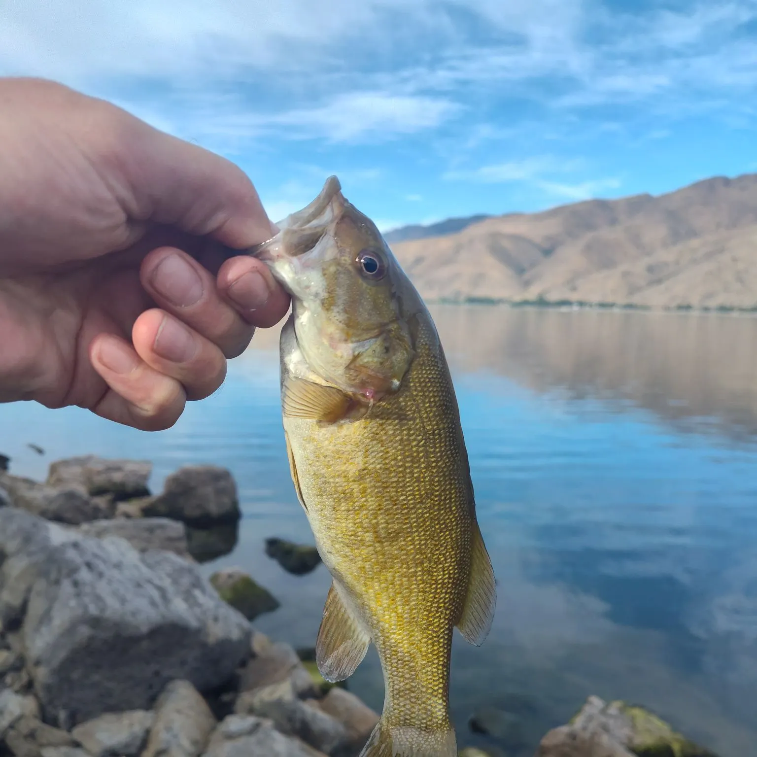 Smallmouth bass caught on Fishbrain