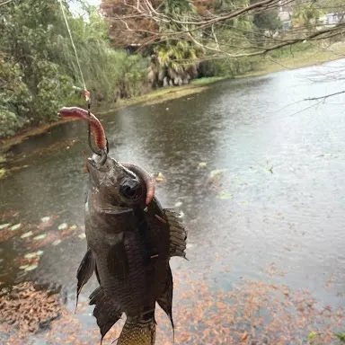 The most recent Black acara catches on Fishbrain
