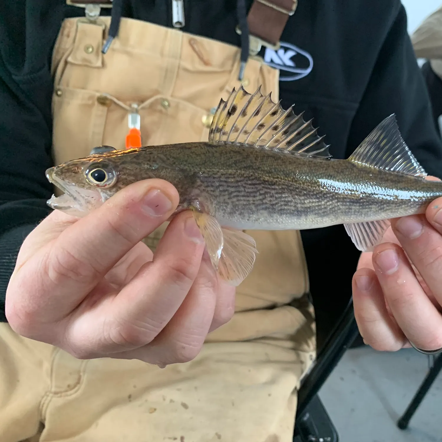 The most recent Sauger catches on Fishbrain