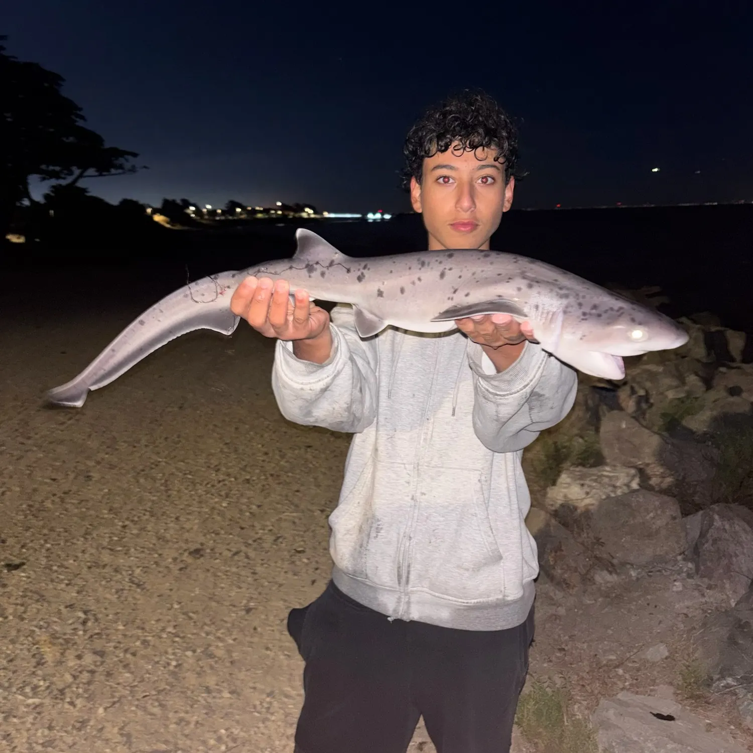 Broadnose sevengill shark caught on Fishbrain